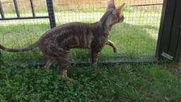 Chokladtabby